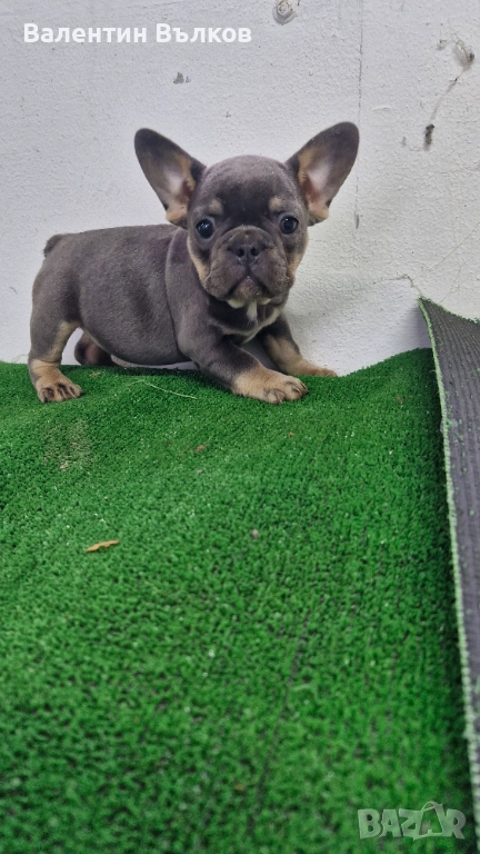 Продавам две  френски булдочета, снимка 1