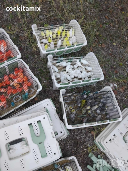 Налични канари, снимка 1