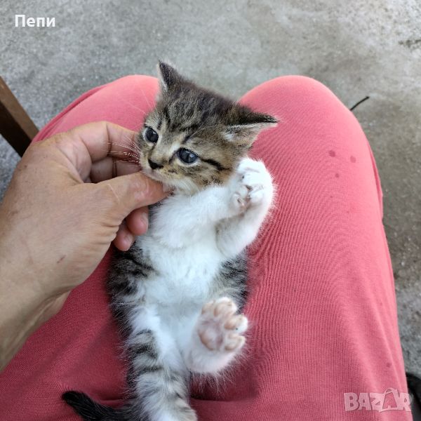 Adopt a cat Осинови коте, снимка 1