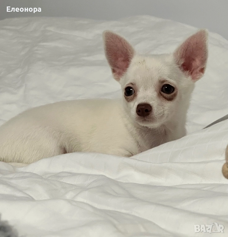 Мини Чихуахуа Момиченце, снимка 1