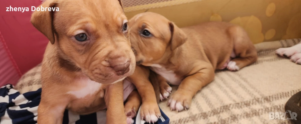 Американски питбул, снимка 1