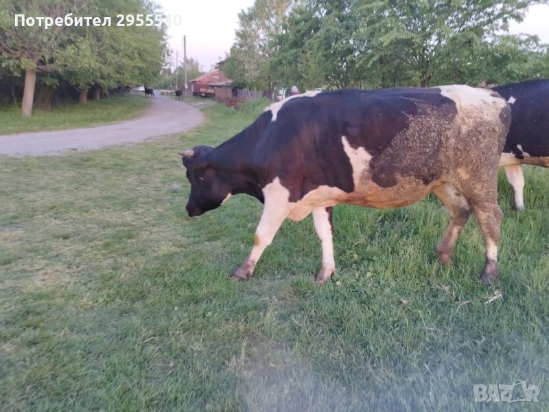 Крава, черношарена, снимка 1