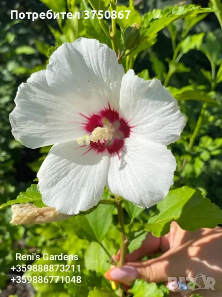 Hibiscus syriacus / Дървовидна Ружа , снимка 1