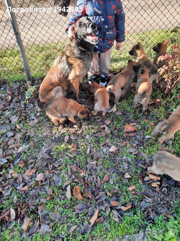 Белгийска овчарка Малиноа , снимка 1