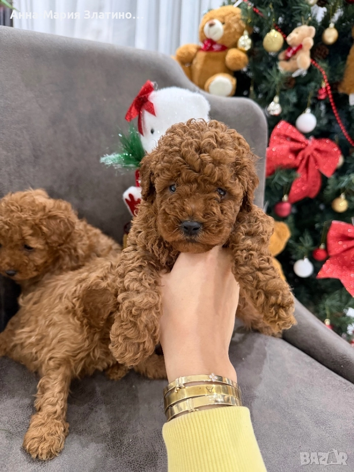 Момченце и момиченца той пудел, снимка 1