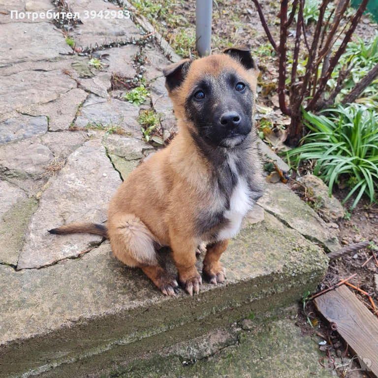 Белгийска овчарка Малиноа , снимка 1