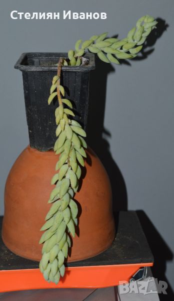 Седум (Sedum morganianum), снимка 1