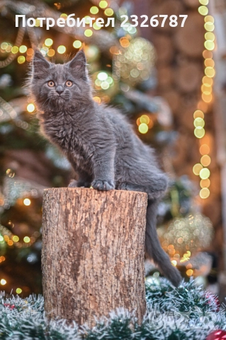 Продавам коте мейн-кун, снимка 7 - Мейн кун - 52864422