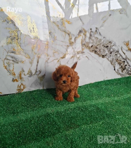  Той и мини пудели, снимка 2 - Пудели - 47042609