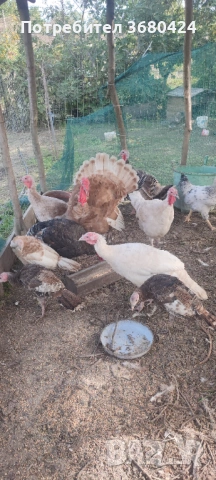 Пуешки яйца , снимка 3 - Кокошки и пуйки - 53795662