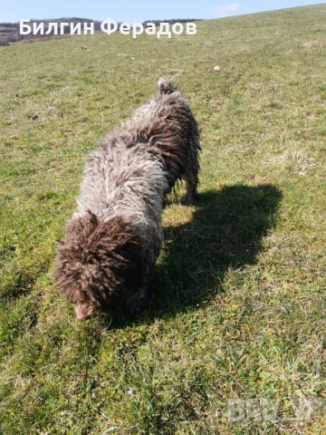 Лагото романьоло , снимка 8 - Други - 53052755