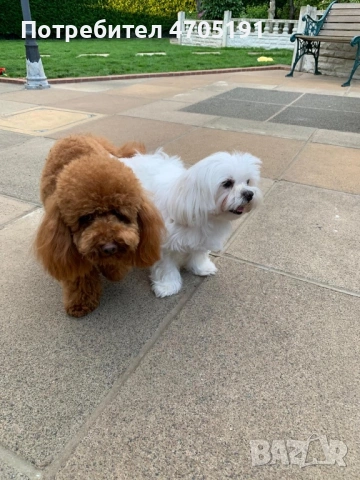 Изключително малък, чистокръвен и красив Той Пудел за разплод, снимка 9 - Пудели - 53056503