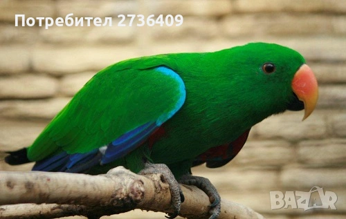 Мъжки Еклектус , снимка 2 - Папагали - 54217808