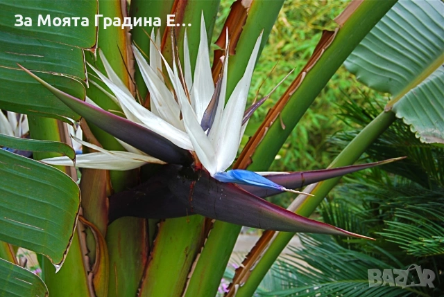 Стрелиция - Nikolai, снимка 4 - Градински цветя и растения - 53633300