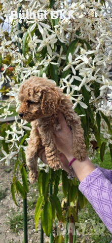 Мини пудел , снимка 2 - Пудели - 54155597