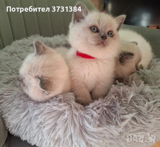 Британски колорпойнт котета, снимка 2 - Британска късокосместа - 53847230