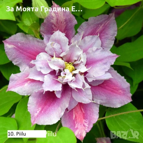 Клематис 33 вида , снимка 3 - Градински цветя и растения - 54019855