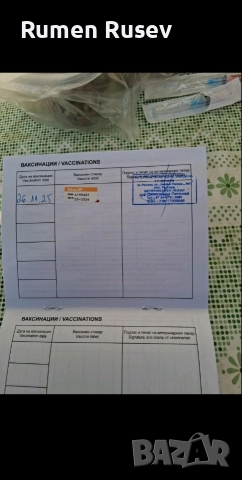 Продавам Чихуахуа женско , снимка 13 - Чихуахуа - 52933508