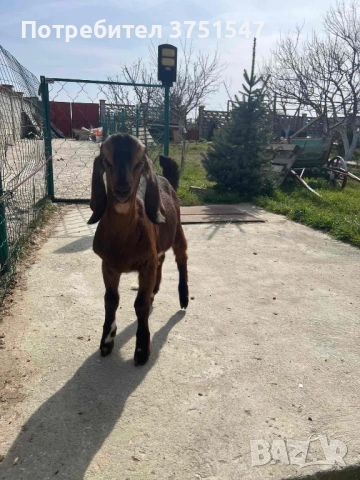  🐐 Продавам мъжки англо-нубийски ярета