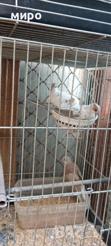 Двойка диамантени гугутки (страки), снимка 3 - Папагали - 54097437