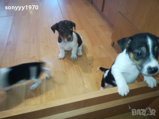 ДЖАК РЪСЕЛ-КУТРЕТА 2209251141, снимка 10 - Джак ръсел териер - 51793138
