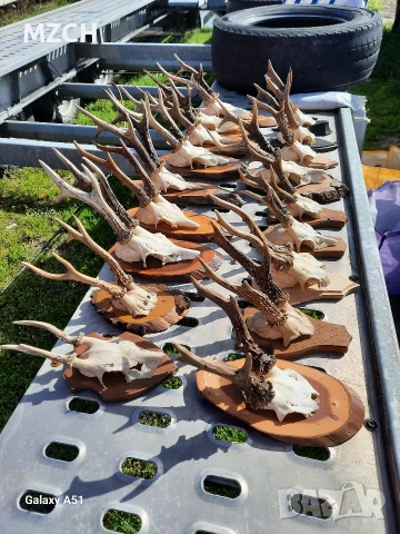 Трофей от сърндак. , снимка 11 - Декорация за дома - 54045665