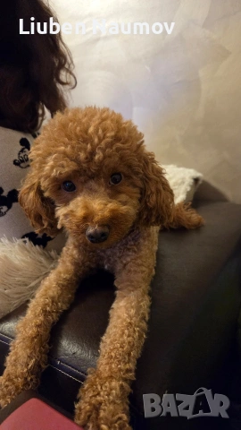 Той пуделчета,момче и момиче., снимка 8 - Померан - 54276087