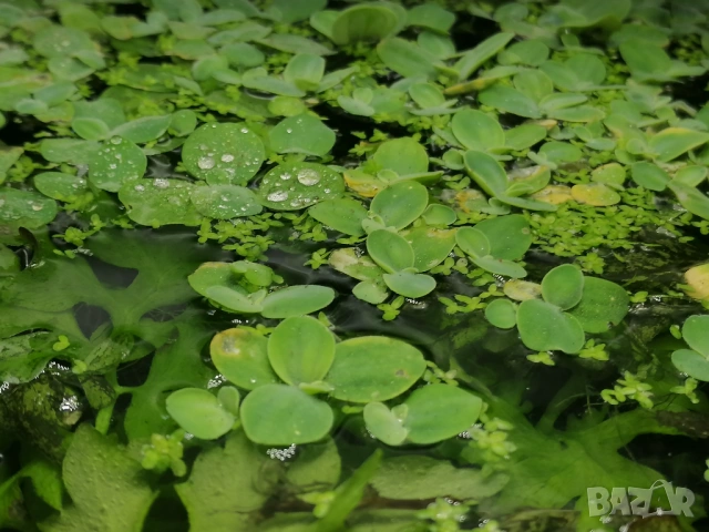 Продавам растения Пистия и други, снимка 2 - Други - 53020473