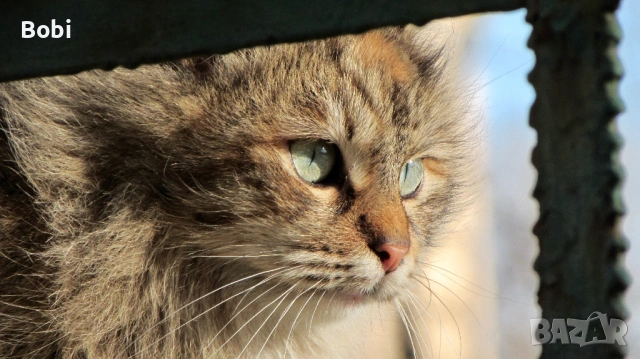 Canon PowerShot SX510 HS Wi-Fi, снимка 7 - Фотоапарати - 53621125