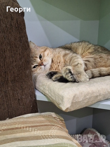 Британец за разплод, снимка 3 - Британска късокосместа - 53381430