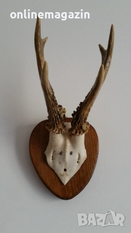 Еленски рога  на над 40 години 