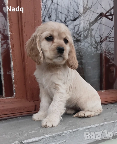 Кокер шпаньол Страхотно 