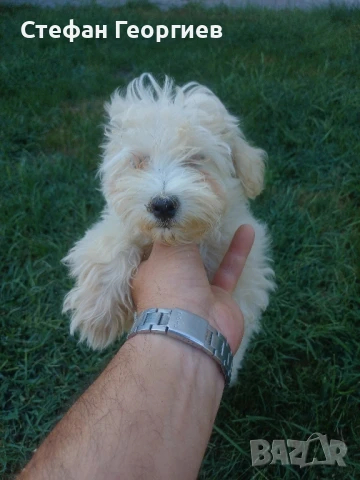 малтипу, снимка 1