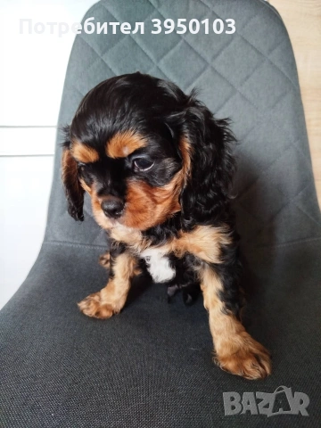 Кавалер Кинг Чарлз шпаньол, снимка 10 - Кавалер кинг чарлз шпаньол - 54088586