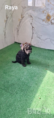  Той и мини пудели, снимка 8 - Пудели - 47042609