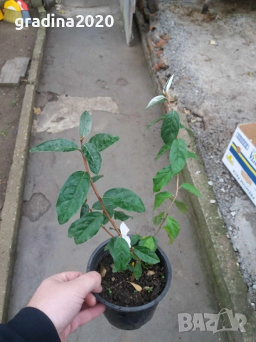 Поантила - Pointilla  , снимка 4 - Разсади - 47004130