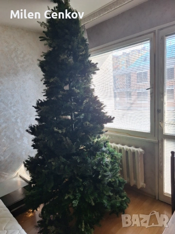 Елха коледна  2,50м.