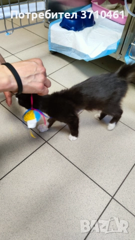 Коте, дългокосмест, 6 месечен, черно-бял, с отрицателни тестове за болести, снимка 7 - Други - 51742472