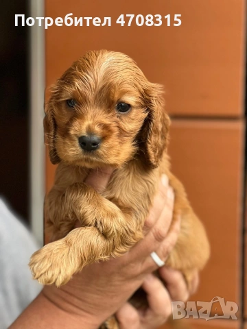 Кокер шпаньол истински червен момче, снимка 4 - Кокер шпаньол - 54019379