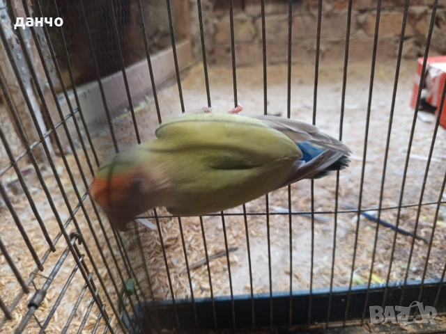 продавам неразделка , снимка 7 - Папагали - 51630295