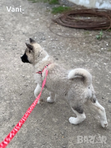 Америкаска акита женски на 3месеца, снимка 5 - Акита - 53165395