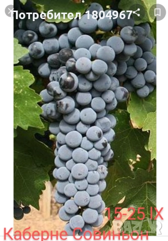 Лозов посадъчен материал , снимка 13 - Разсади - 52487852