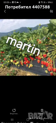 Разсад ягоди , снимка 9 - Разсади - 49726266