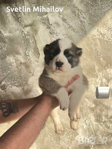 Продават се Алабайчета, снимка 2 - Алабай - 54266116