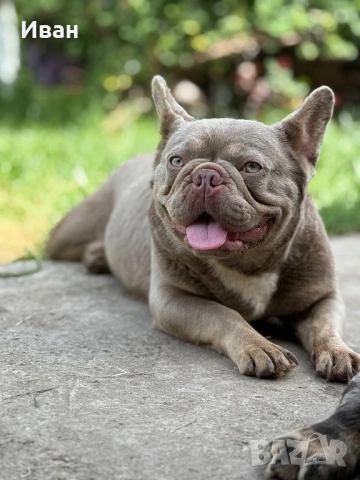 Френски Булдог