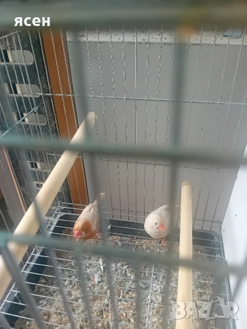 Продавам портокаловогърди зеброви амадини , снимка 3 - Амадини - 53955046