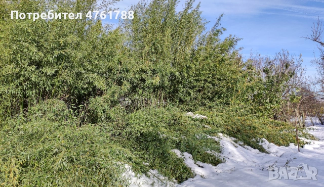 Студоустойчиви бамбуци Fargesia, Phyllostachys, Semiarundinaria