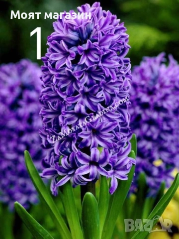 Зюмбюл 7 цвята