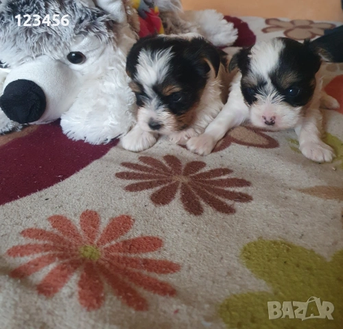 Малки йоркита бивър , снимка 2 - Йоркширски териер - 53572946