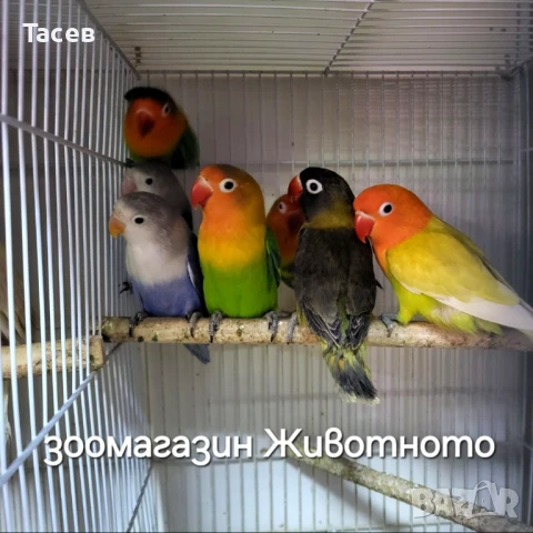 Неразделки, снимка 1